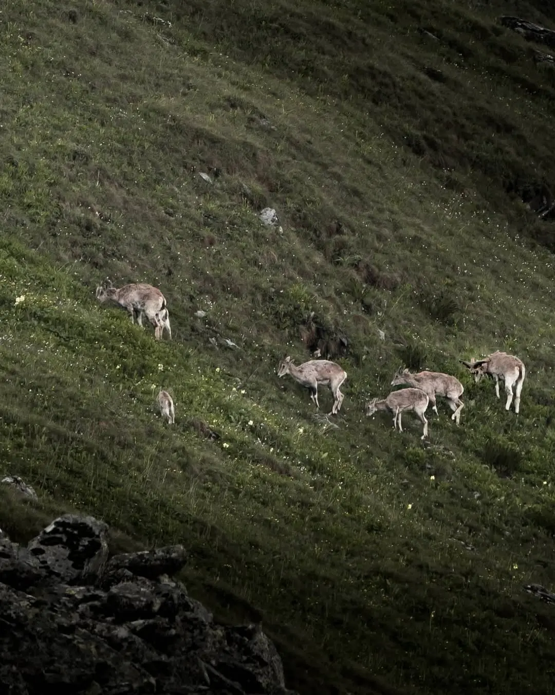Trekking in Great Himalayan National Park 3