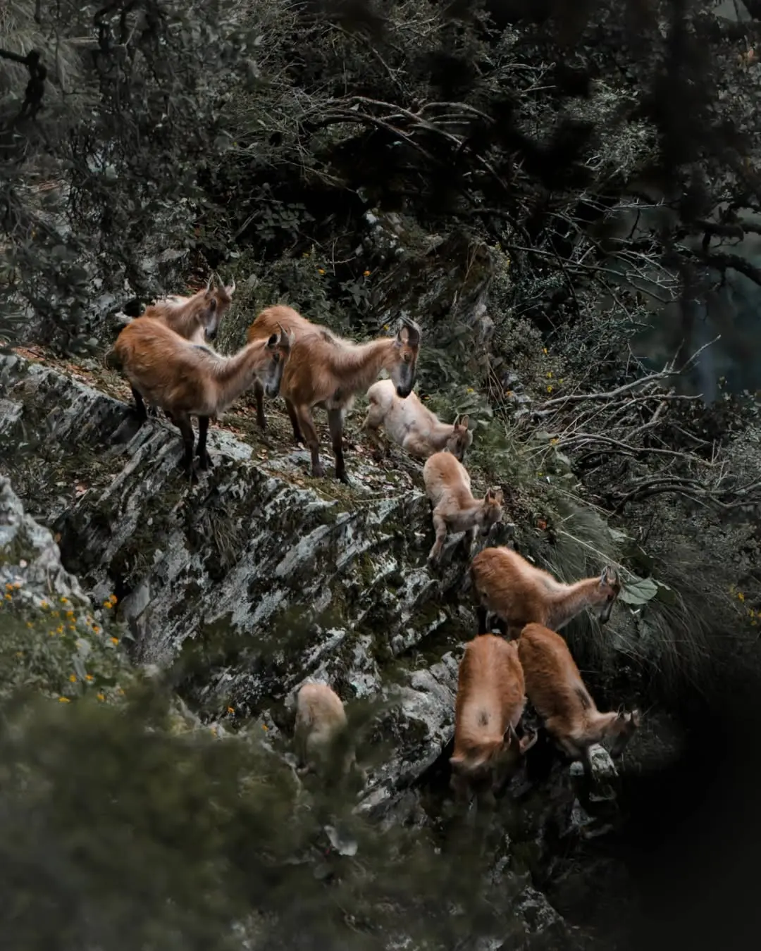 Trekking in Great Himalayan National Park 4