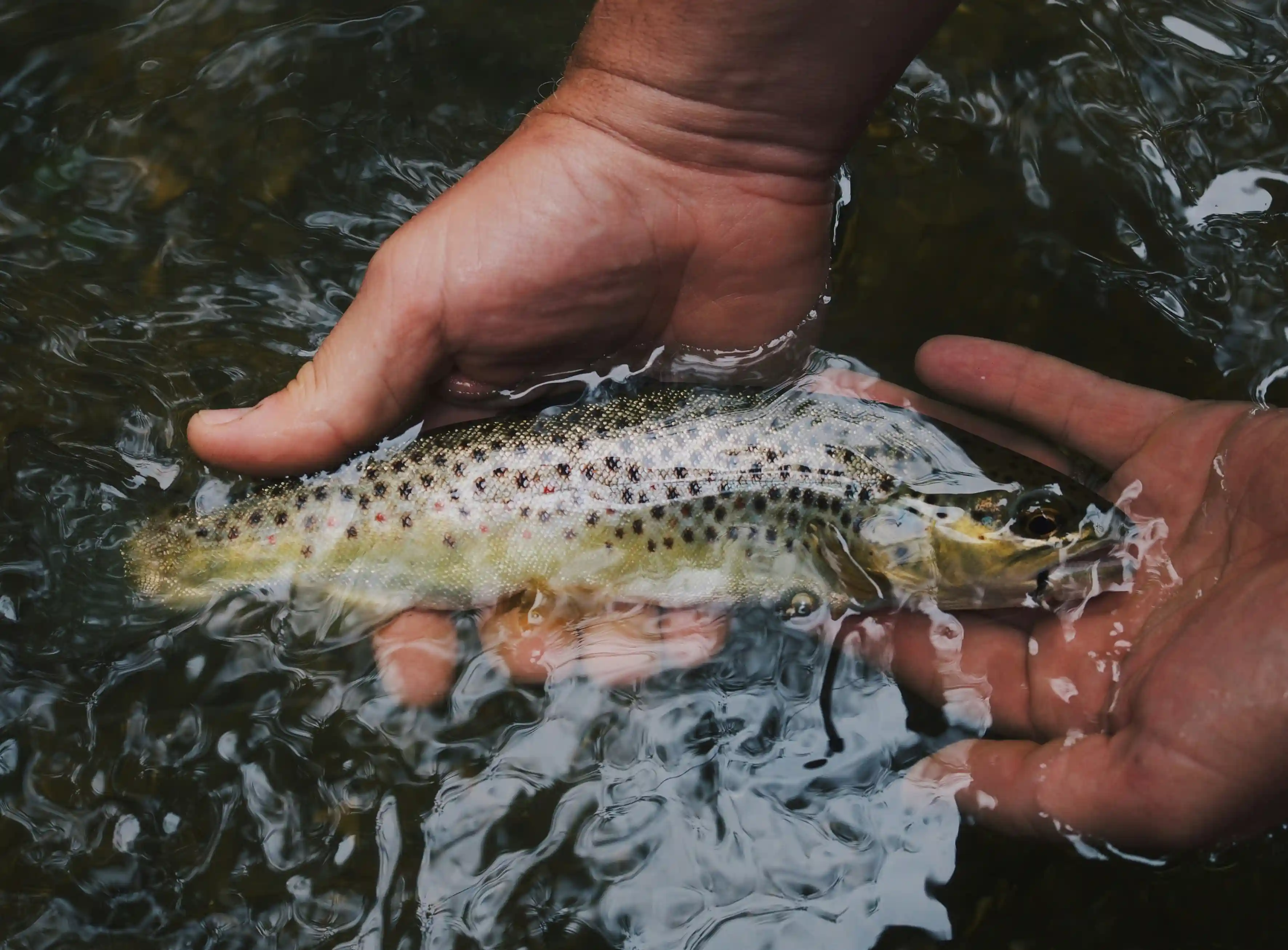 Trout Fishing in Tirthan River 4