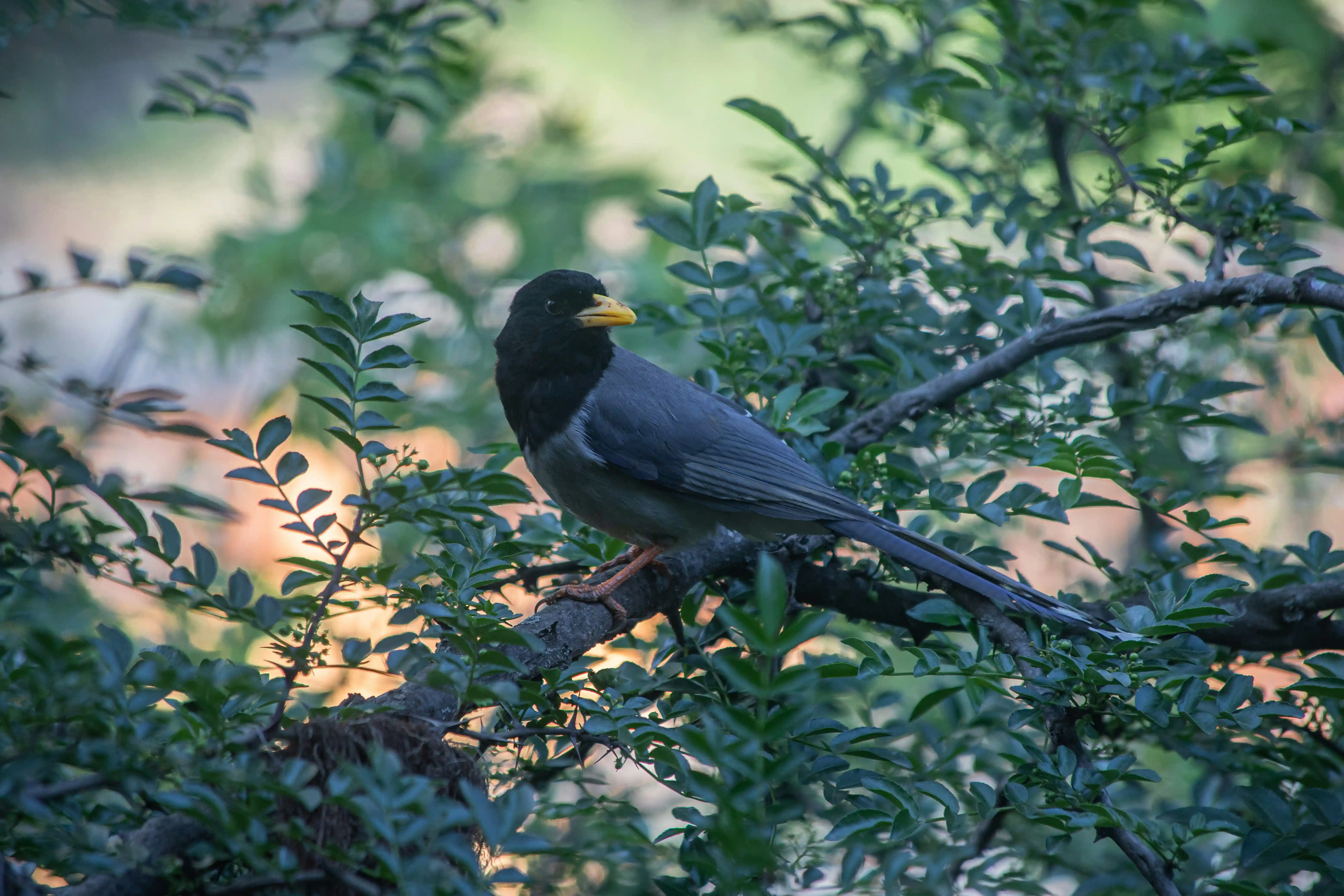 Bird Watching