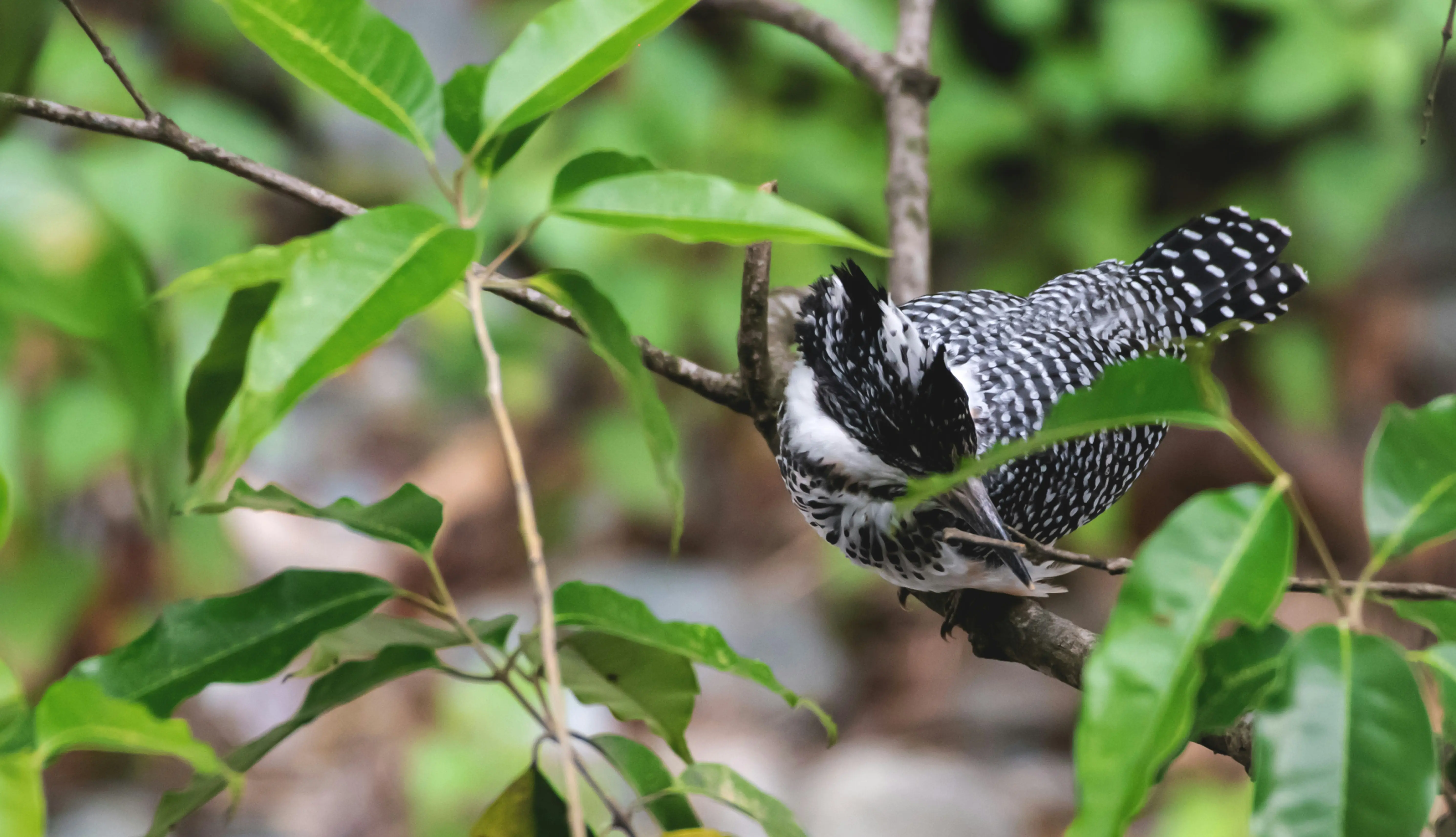 Bird Watching 2