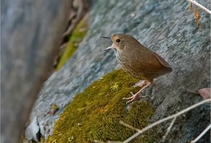 Bird Watching 3