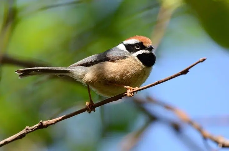 Bird Watching 4