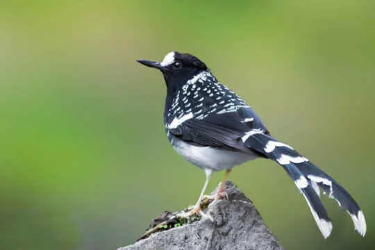 Bird Watching 5