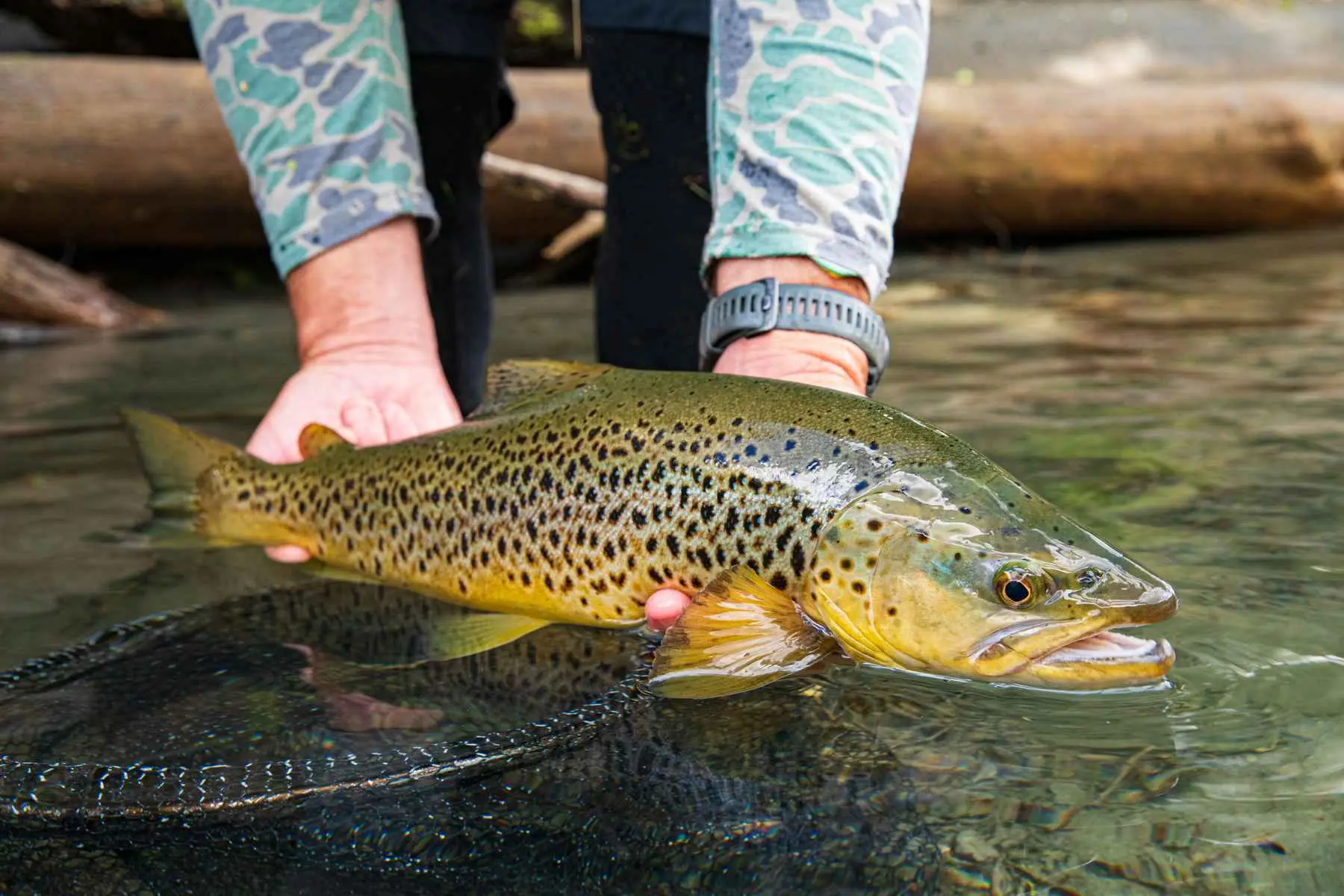 Trout Fishing in Tirthan River 2
