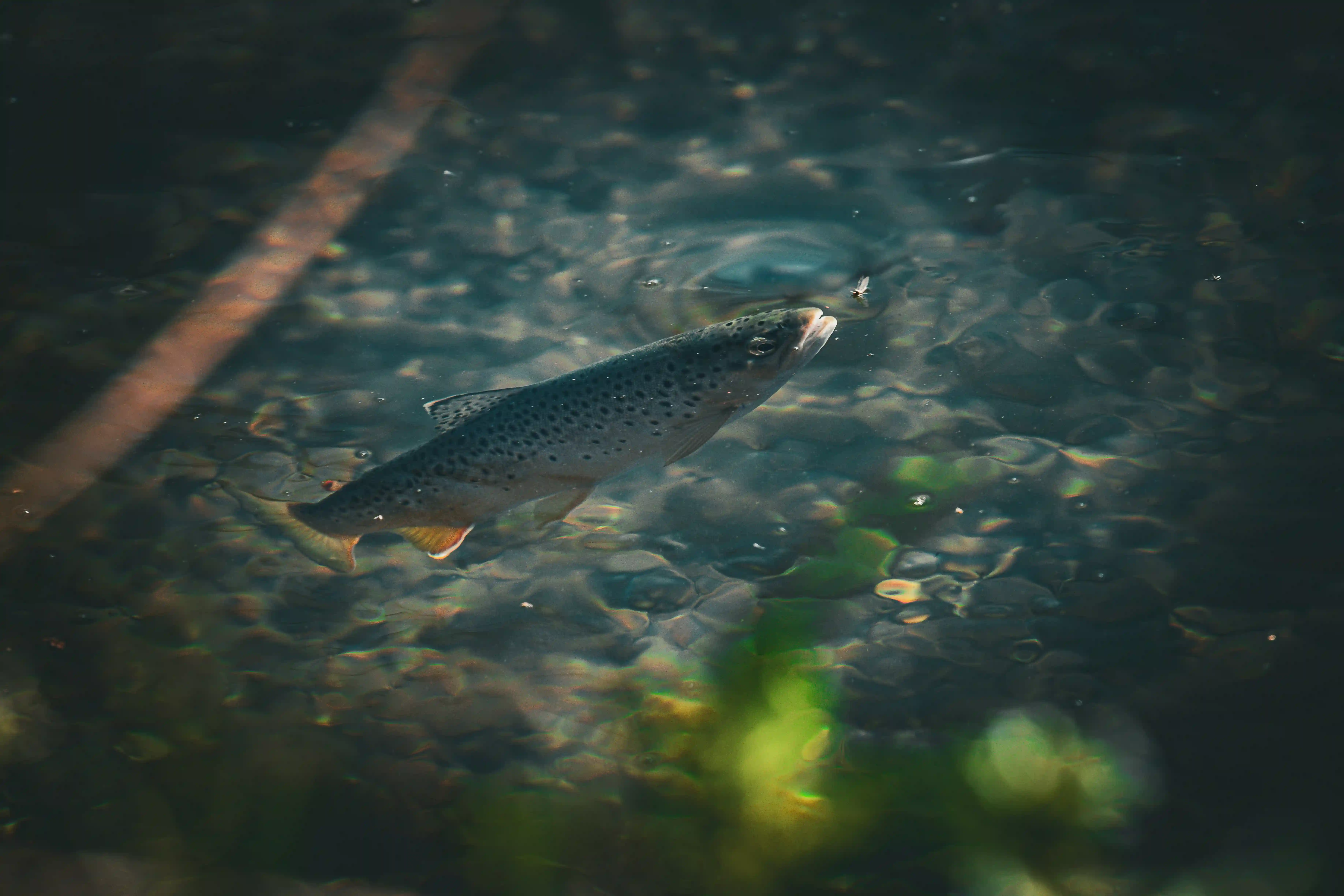 Trout Fishing in Tirthan River 5