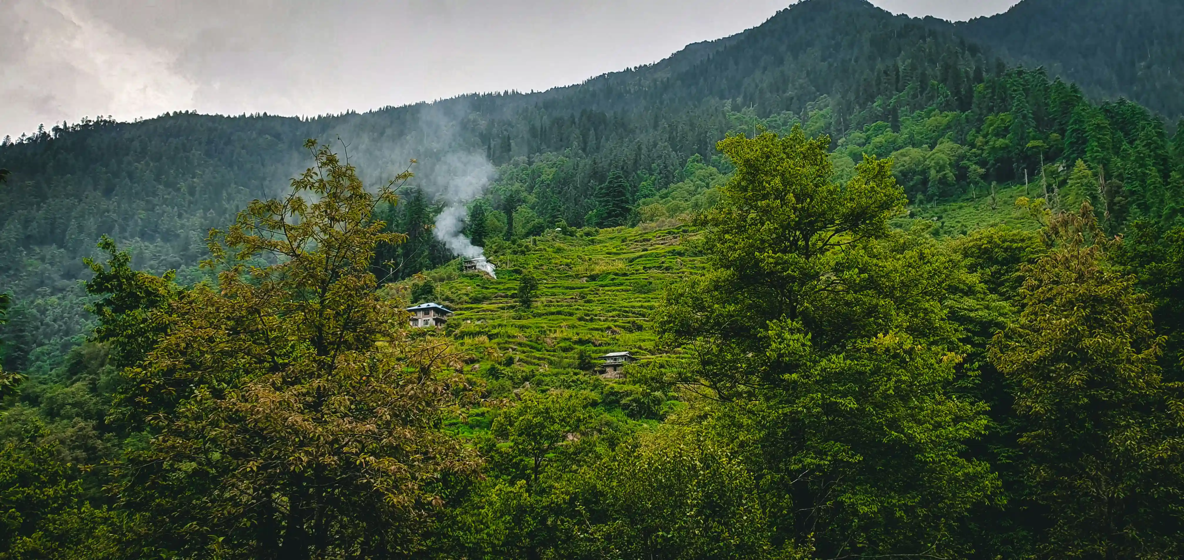 Jibhi